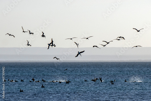 many pelicans hunting from the sky to the sea feeding frenzy in cortez sea baja california sur mexico