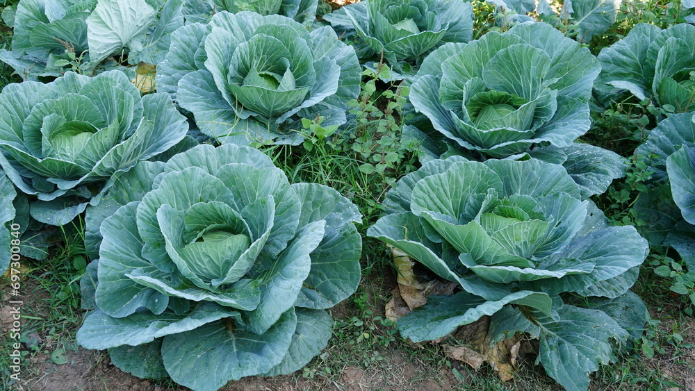 Green background with cabbage leaves. Green background with cabbage leaves.