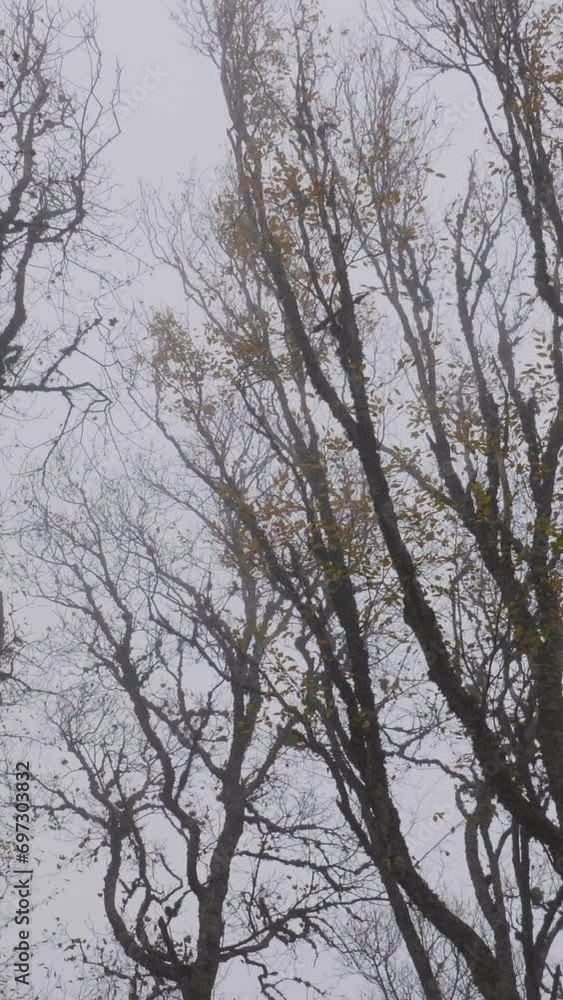 Bare trees in forest at foggy day. Steadicam shot. Vertical Video Bare trees in forest at foggy day. Steadicam shot. Vertical Video