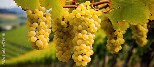 Vineyards on Jura hills, ready to harvest savagnin grapes for making white and special jaune wine, close-up. photo