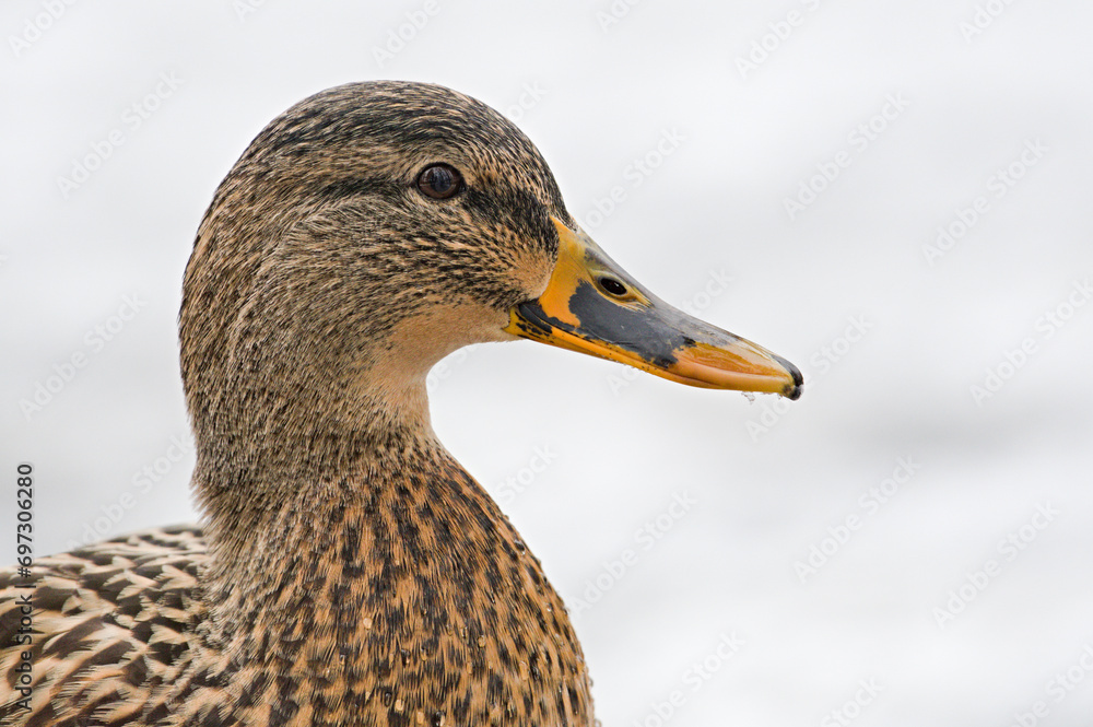 Anas Platyrhynchos, wild duck female head portrait. Copy space. Isolated on white. Anatidaephobia concept. Anas Platyrhynchos, wild duck female head portrait. Copy space. Isolated on white. Anatidaephobia concept.