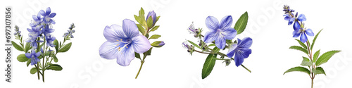 Speedwell Hyperrealistic Highly Detailed Isolated On Transparent Background Png File