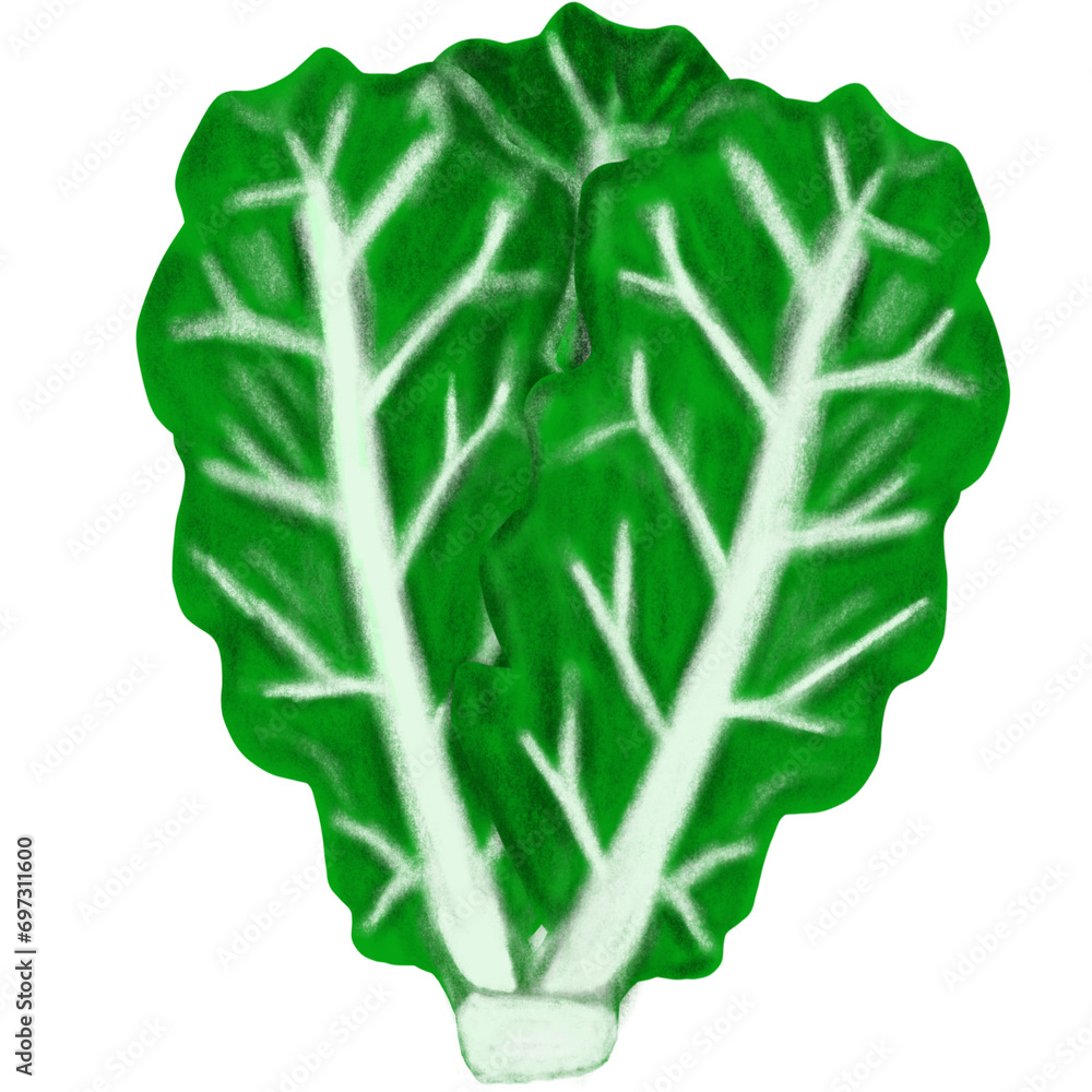 Fototapeta premium food, cabbage, green, flower, design, vegetable, 