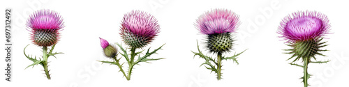 Thistle Hyperrealistic Highly Detailed Isolated On Transparent Background Png File photo