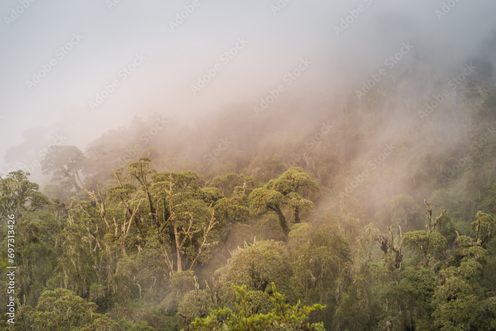 Misty slopes of Karisimbi volcano, Rwanda