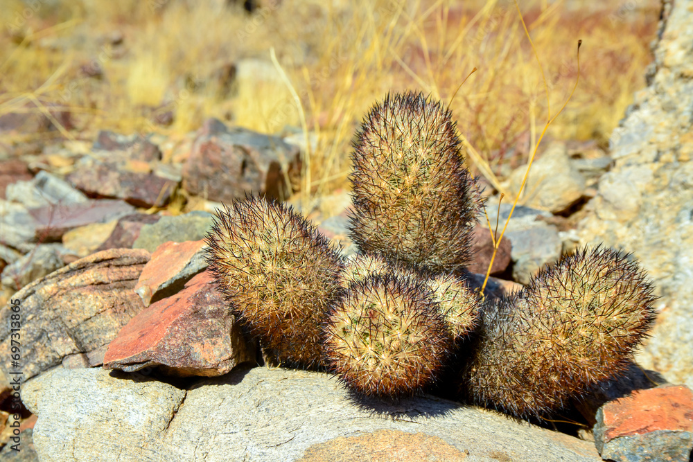 Cushion foxtail cactus (Escobaria alversonii, Coryphantha alversonii), Cacti in the California desert. USA California Cushion foxtail cactus (Escobaria alversonii, Coryphantha alversonii), Cacti in the California desert. USA California
