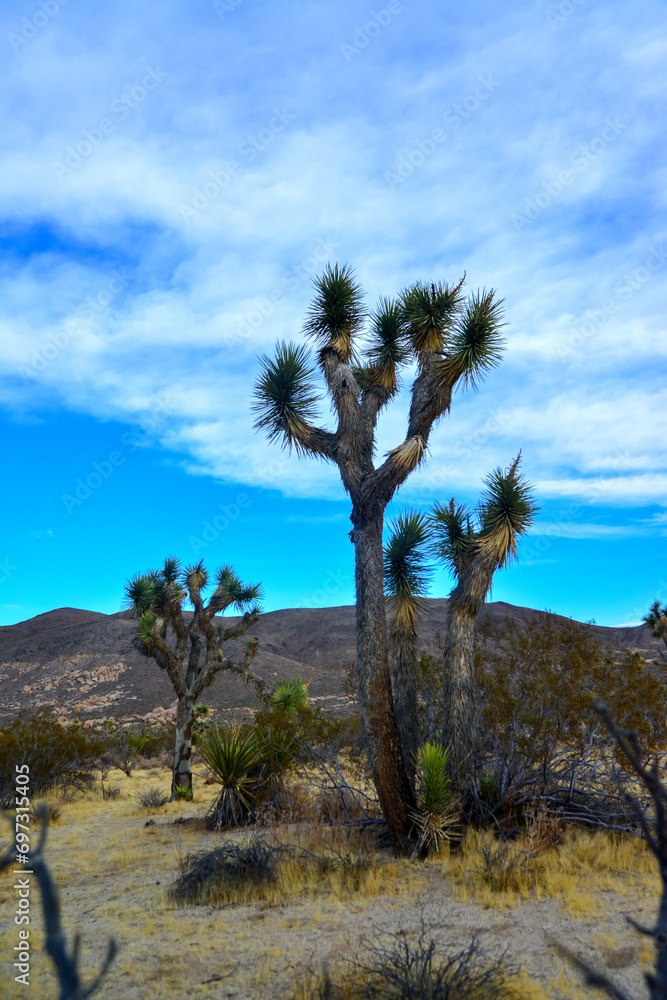 Landscape of stone desert in California, Joshua Tree - a giant yucca in Joshua Tree National Park