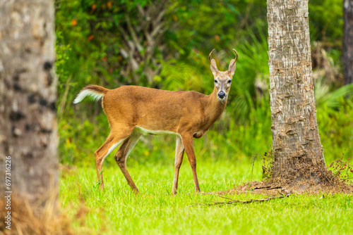 Deer on a field © Diego_Camargo_Photo