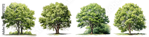 watercolor of tree side view Hyperrealistic Highly Detailed Isolated On Transparent Background Png File photo