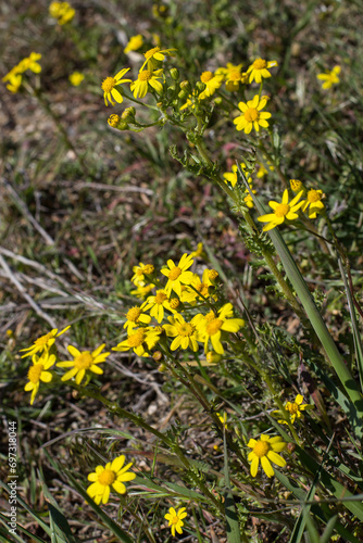 Background with wild yellow flowers