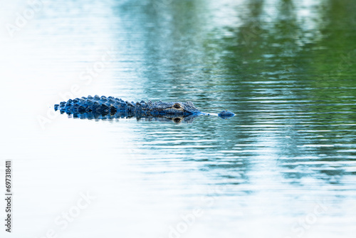alligator in the water © Diego_Camargo_Photo