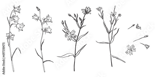 clipart of meadow and forest flowers hand drawn vector. bluebell stellaria buttercup. Template for packing or contour coloring. Bundle with outline drawing. Sketch in line art style paint by black ink