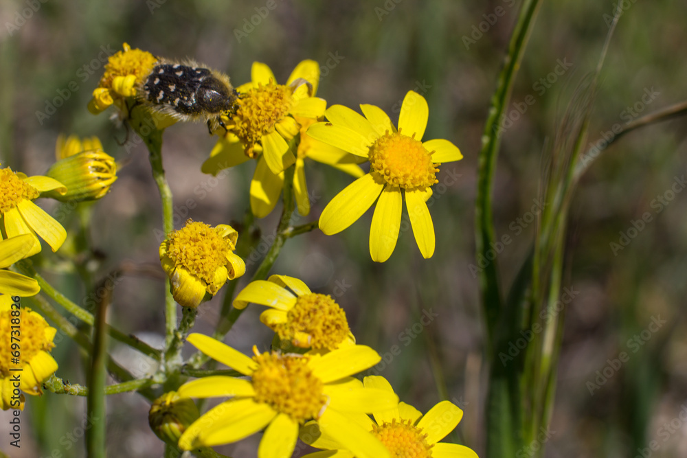 Background with wild yellow flowers Background with wild yellow flowers