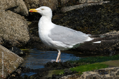 Gull washing feathers in a seaside rock pool at low tide.