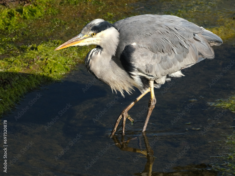 Obraz premium The grey heron is a long-legged wading bird of the heron family, Ardeidae, native throughout temperate Europe and Asia, and also parts of Africa.