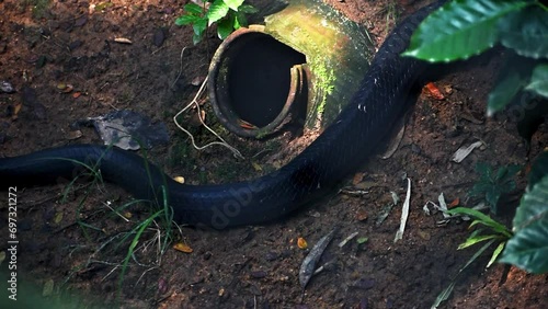Closeup of king cobra tail, longest venomous snake in the world. photo