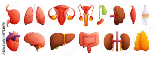 Set of illustrations of human organs. Heart, liver, kidneys, spleen, bone, brain, intestines, muscle, gall bladder, female and male reproductive system. High detail Cartoon style.