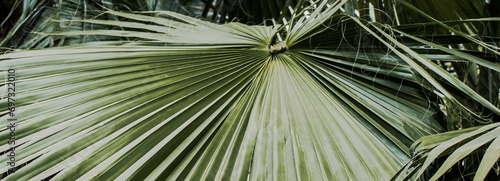 Tropical palm leaves, floral background photo. Circular palm leaf