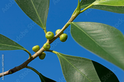 Figs of Ficus retusa nitida in December photo