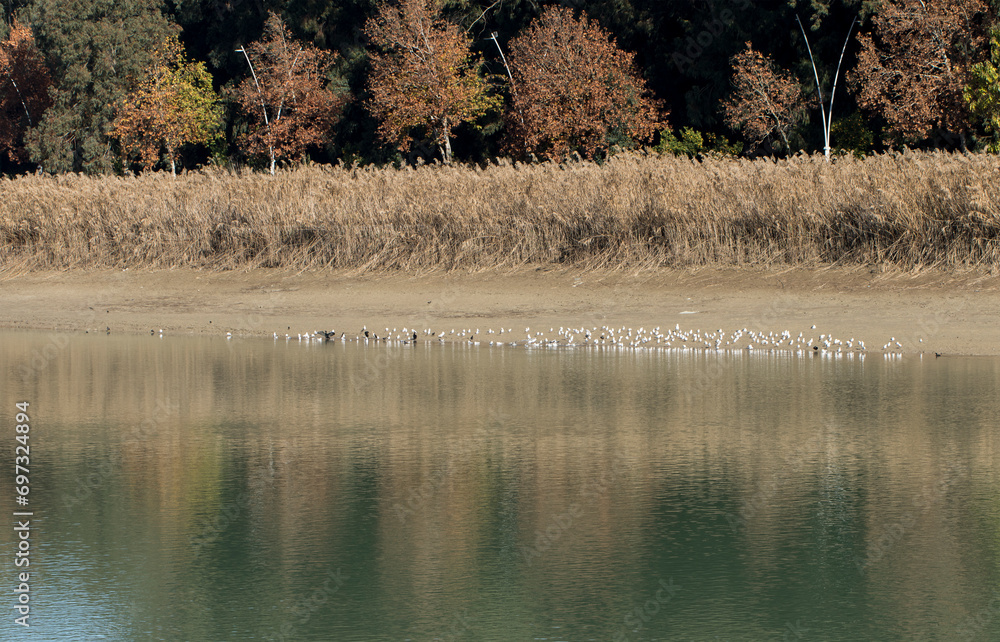 A flock of black headed gulls by the bank of Seyhan river