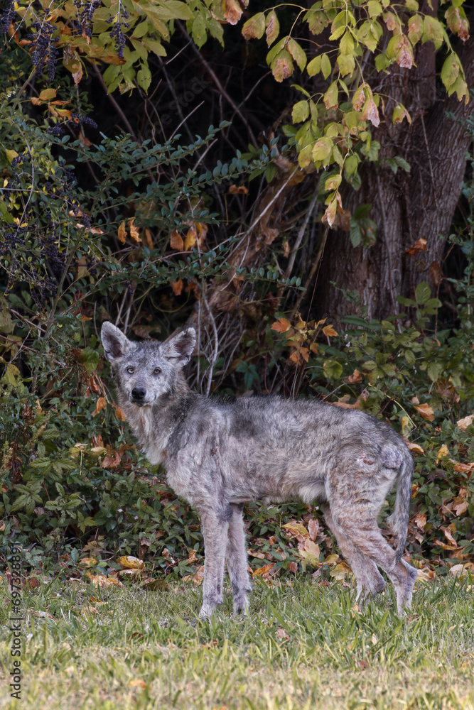 Coyote at White Rock Lake, Dallas, Texas. Stock Photo | Adobe Stock