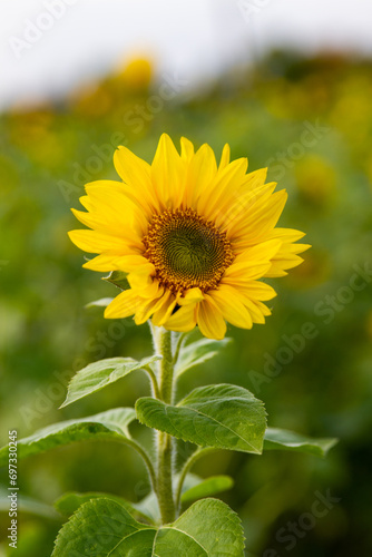 Strahlende Sonnenblume als Nahaufnahme
