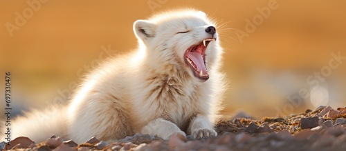 Red Arctic fox in Chukotka, Siberia, yawning and displaying long tongue. photo