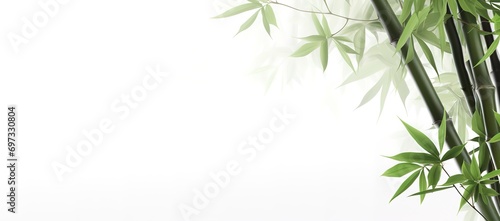 Green bamboo leaves on white background, can be used as posters, advertising media, presentations and others. generative AI