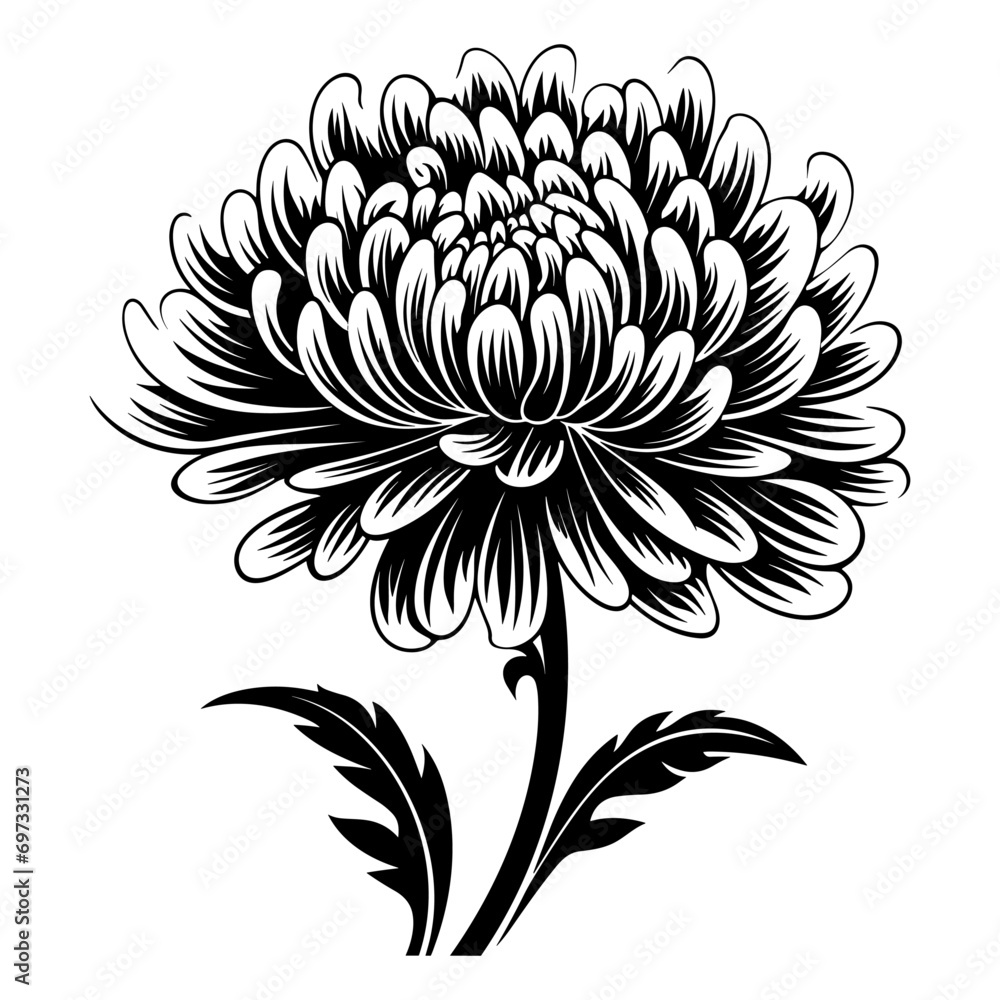 Vintage hand-drawing chrysanthemum. Vector illustration isolated on white.