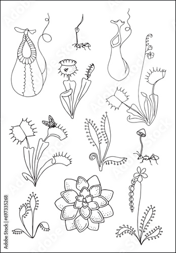 Carnivorous plants. Venus flytrap, pinguicula and sundews. Set of vector botanical decorative elements in black and white, contours and different forms of tropical leaves, silhouettes of leaves.	 photo