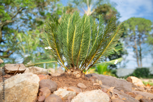 Cycad in rocks
