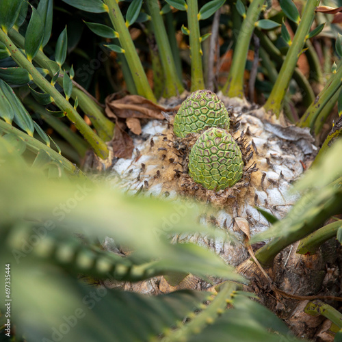 Cycad Cones