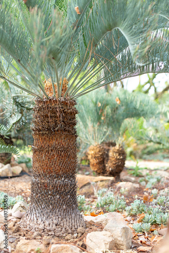 Cycad in Garden