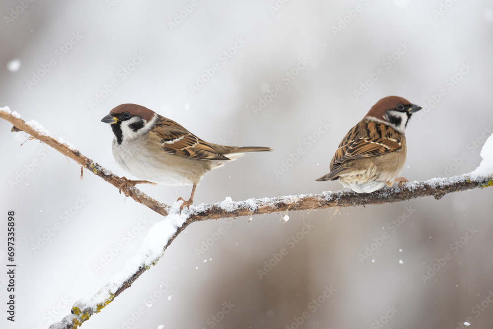 Bird two tree sparrows Passer montanus sitting on a branch brown background winter time winter frosty day
Bird two tree sparrows Passer montanus sitting on a branch brown background winter time winter frosty day