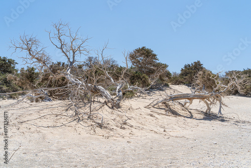 Famous cedar trees on Greek island of Chrissi