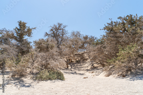 Famous cedar trees on Greek island of Chrissi