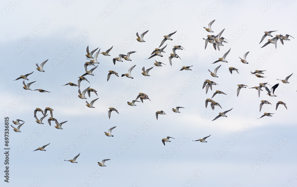 Flock of Golden plovers (Pluvialis apricaria) in flight cloudy sky during autumn migration 