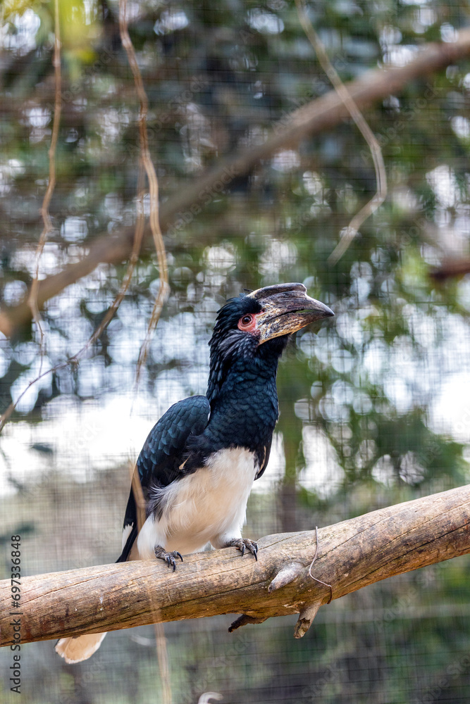 Fototapeta premium Trumpeter Hornbill (Bycanistes bucinator) Outdoors