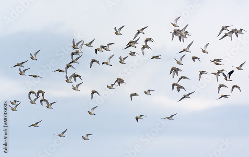 Flock of Golden plovers (Pluvialis apricaria) in flight cloudy sky during autumn migration 