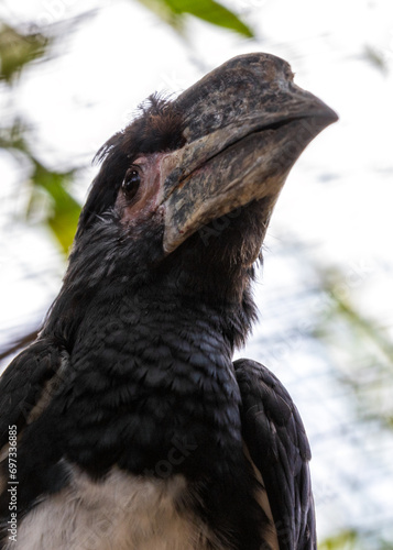 Trumpeter Hornbill (Bycanistes bucinator) Outdoors photo