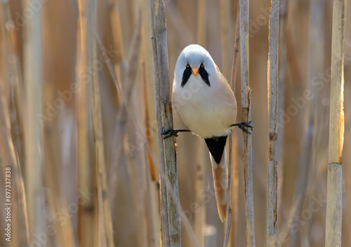 Male Bearded reedling perched in perfect split between two reed canes in spring season 