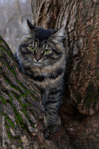 Cat on a tree  close-up.