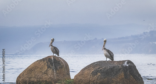 pelicans on the rock