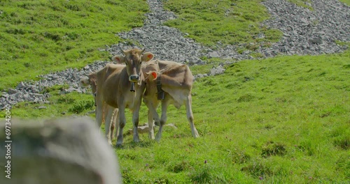 A couple of calves standing in a meadow in the swiss Alps