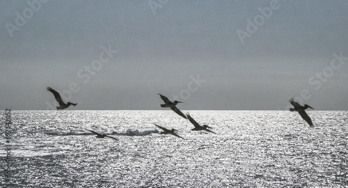 Silhouettes of seagulls in flight over the ocean