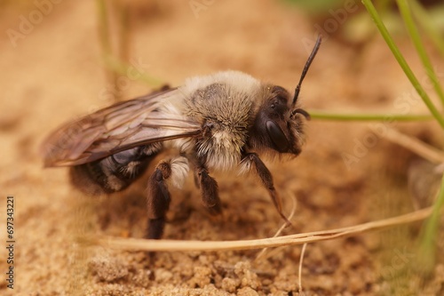 Closeup of a female Grey mining bee , Andrena vaga, sitting on the ground photo