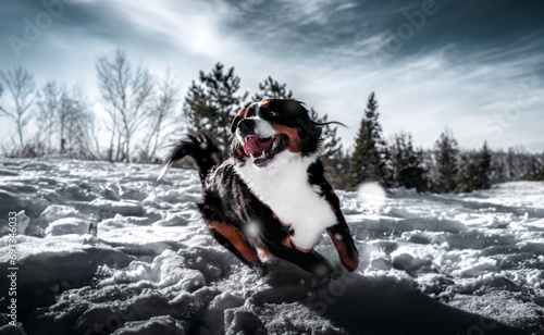 bernese mountain dog (ID: 697346033)