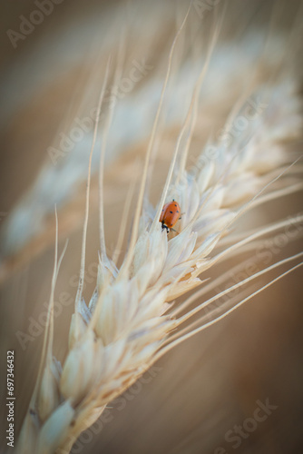 Spikelet of wheat at sunset in macro, wheat close up photo