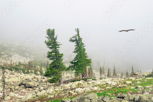 Century-old cedars on a sunny rocky glade in a misty haze. Impressive Siberian nature of the Western Sayans. photo