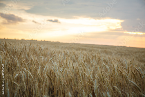 Large wheat field at sunset  golden wheat field